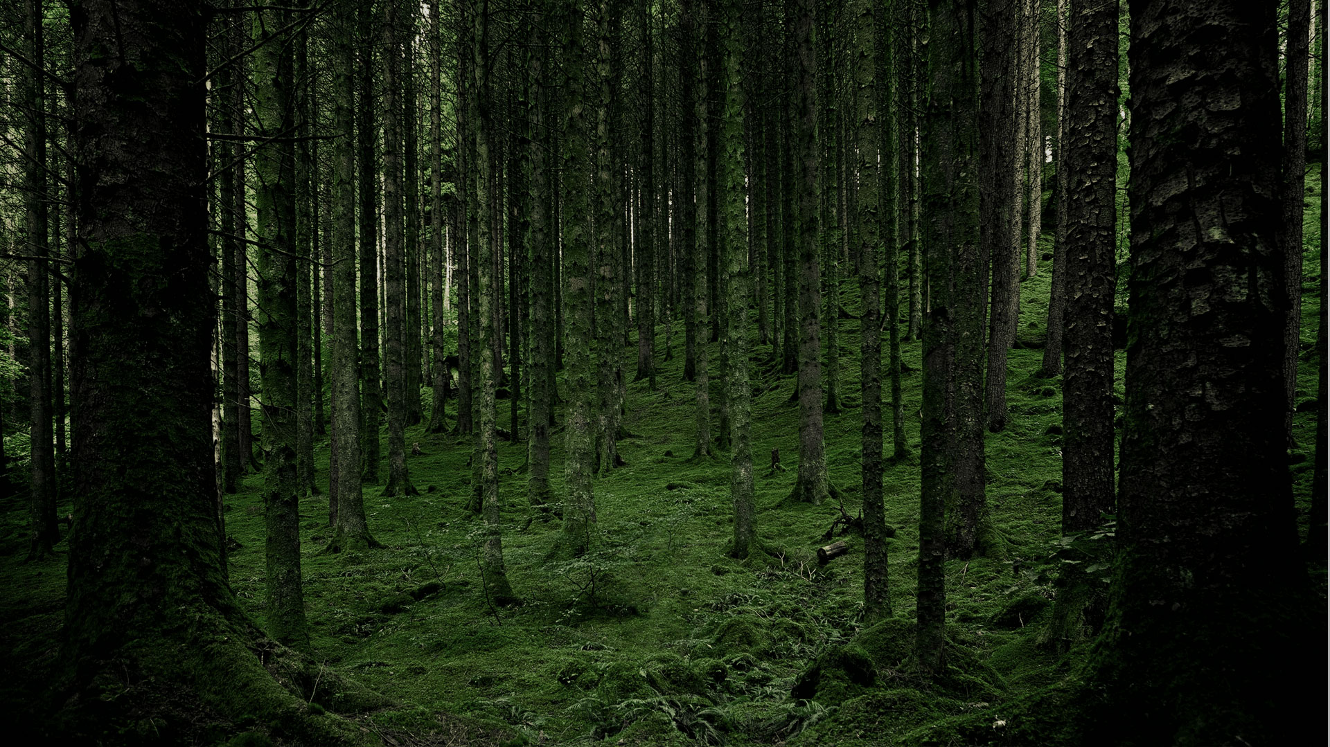 森のイメージ