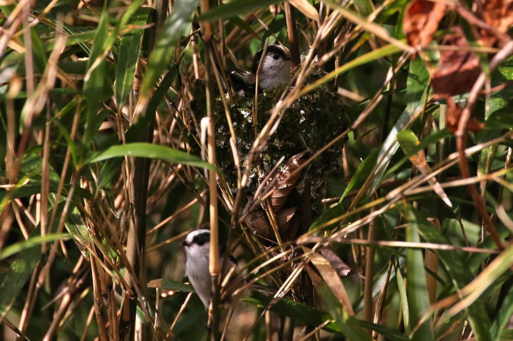 エナガの住まいは匠の技で その２ ぎふの木ネット