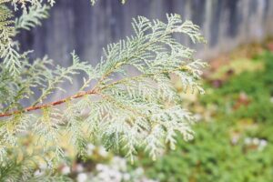 江戸時代、伐採禁止になった「木曽五木」 ぎふの木ネット