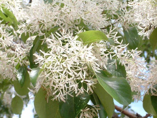 ぎふの木コラム ぎふの木ネット