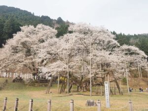 日本三大桜「根尾谷薄墨桜」