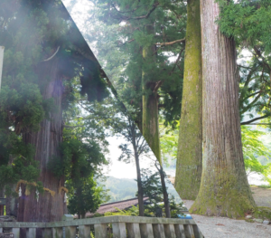 岐阜の巨木林ツアー　File1